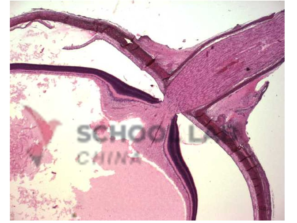 Prepared Microscope Slide - Eye of Mammal T.S.